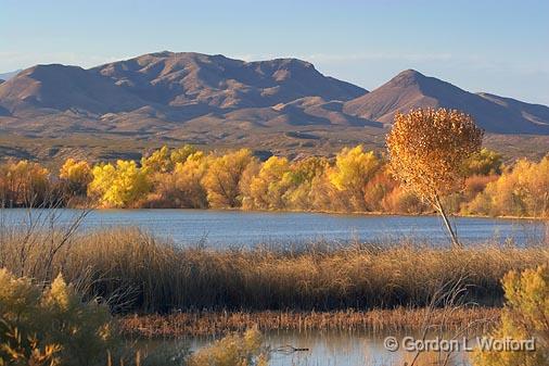 Bosque del Apache_72709.jpg - Photographed in the Bosque del Apache National Wildlife Refuge near San Antonio, New Mexico USA. 